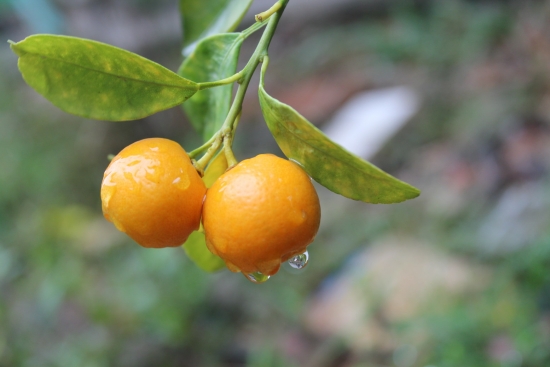 Kumquat and its essential oil